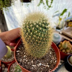 cactus plant mammillaria 6 inch pot | ships barerooted